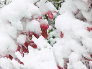 garten-winter-schad pixelio.de / schad